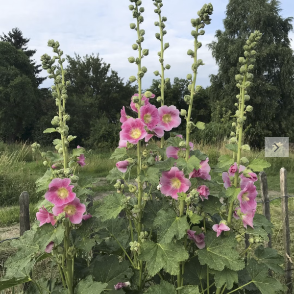 Stockrose, rosa (Saatgut)