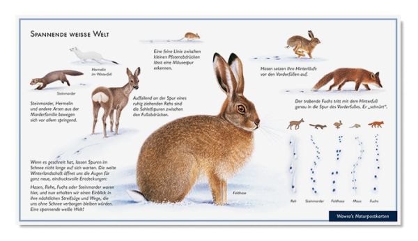 Postkarte Tierspuren im Schnee