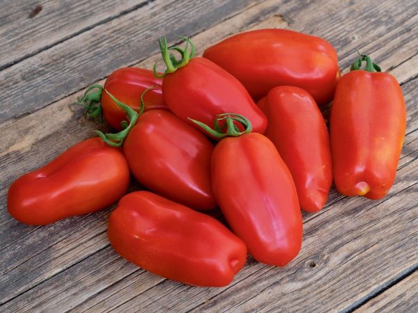 bingenheimer Saatgaut Roma Tomate "San Marzano"