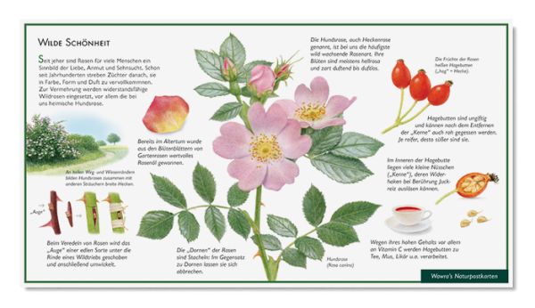 Postkarte Die Wildrose