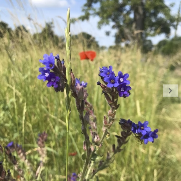 Ochsenzunge (Saatgut)