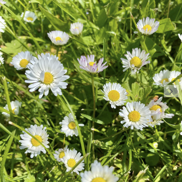 Gänseblümchen (Saatgut)