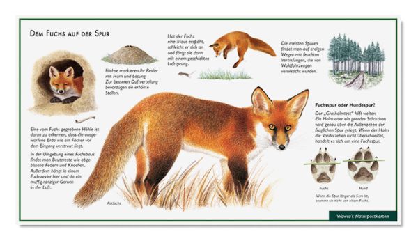 Postkarte Dem Fuchs auf der Spur