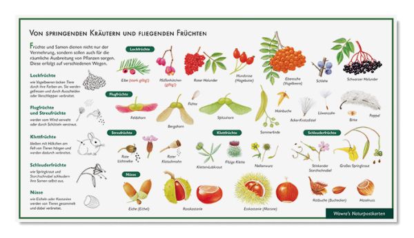 Postkarte Früchte und ihre Verbreitung