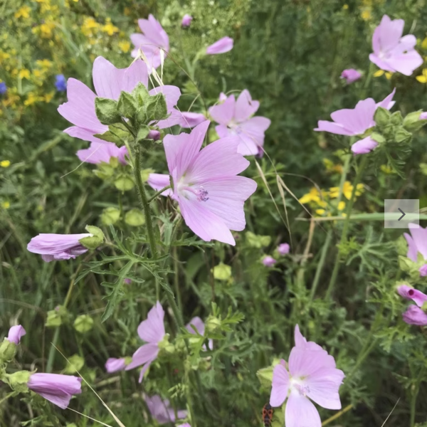 Moschusmalve (Saatgut)