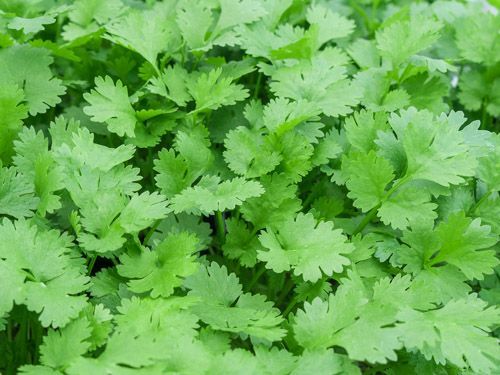 bingenheimer Saatgaut Koriander "Konrad"