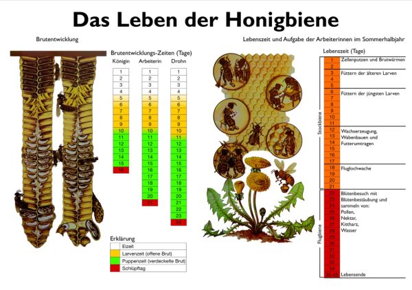 Lehrtafel - Das Leben der Honigbiene