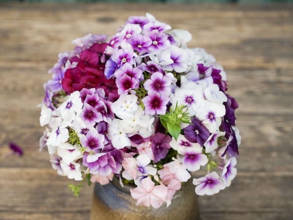 bingenheimer Saatgut Phlox "Märchenzauber"