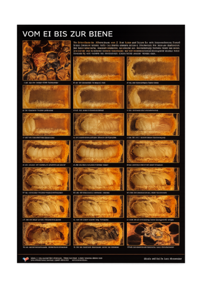 Lehrtafel / Fotoposter " Vom Ei zur Biene"