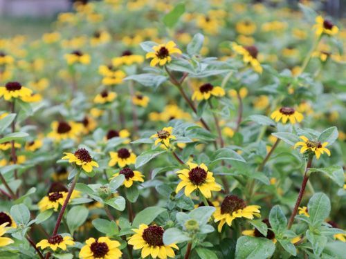 bingenheimer Saatgut Husarenknöpfchen