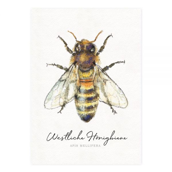 Postkarte "Westliche Honigbiene"