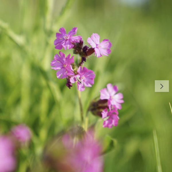Rote Lichtnelke (Saatgut)