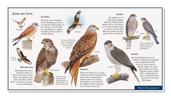 Postkarte Greifvögel und Falken