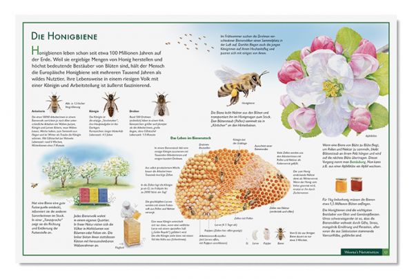 Naturtafel - Honigbienen