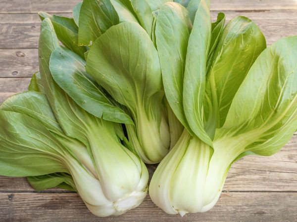 bingenheimer Saatgut Pak Choi "Yorokobi"