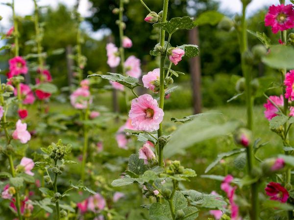 bingenheimer Saatgut Stockrose "Lene"
