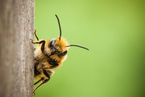 Einzelmodul 1. Theorie Bienen