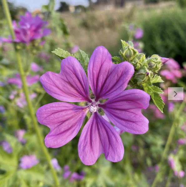 Wilde Malve (Saatgut)