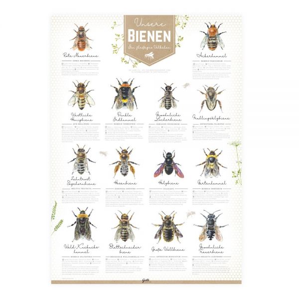 Poster "Unsere Bienen", DIN A2