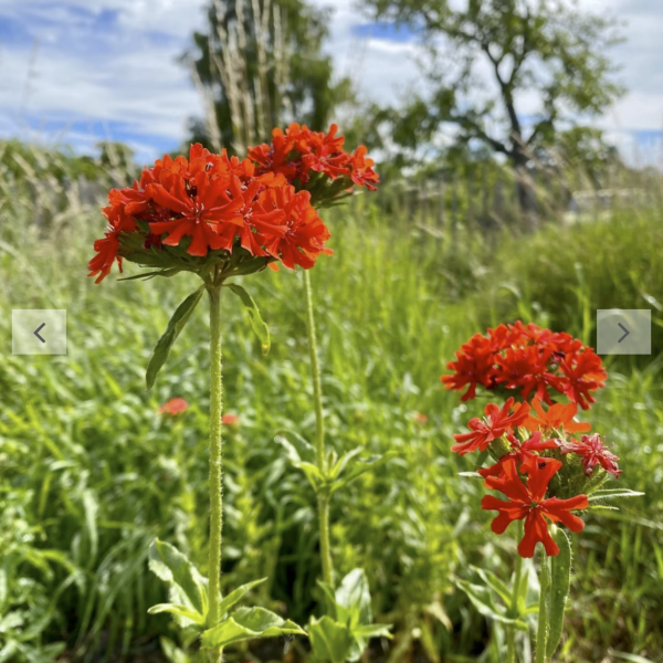 Brennende Liebe (Saatgut)