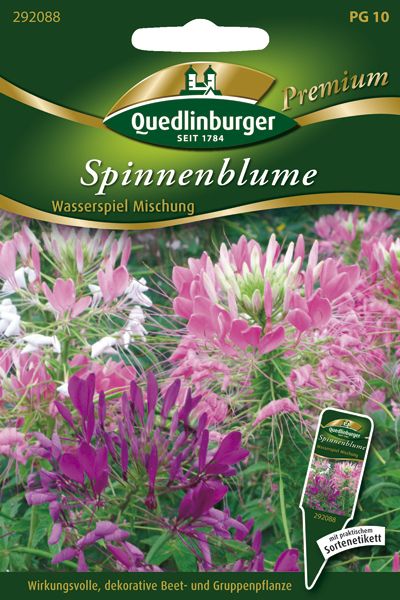 Quedlinburger Saatgut Spinnenblume