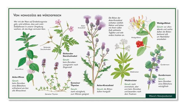 Postkarte Duftende Wildpflanzen