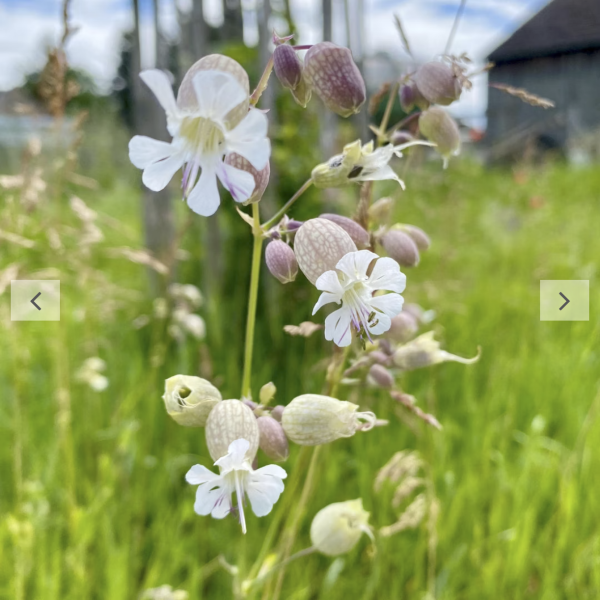 Gemeines Leinkraut (Saatgut)