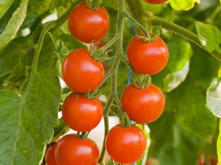 bingenheimer Saatgut Tomate "Zuckertraube"