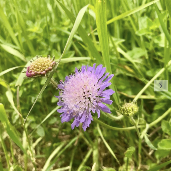 Acker-Witwenblume (Saatgut)