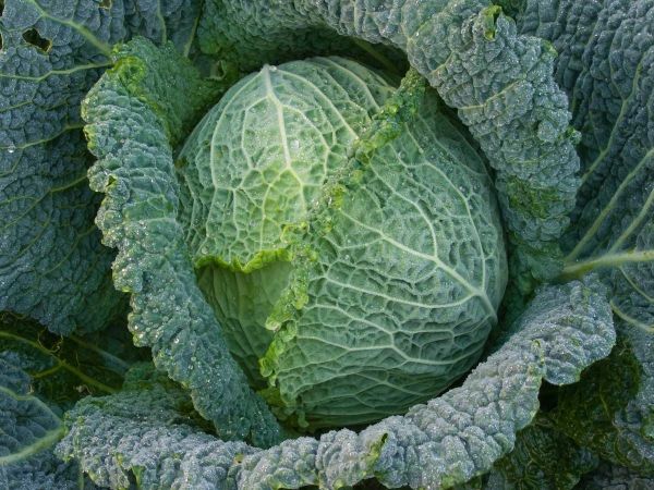 bingenheimer Saatgaut Wirsing "Winterfürst 2"