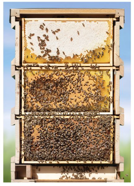 Poster Bienen-Beute