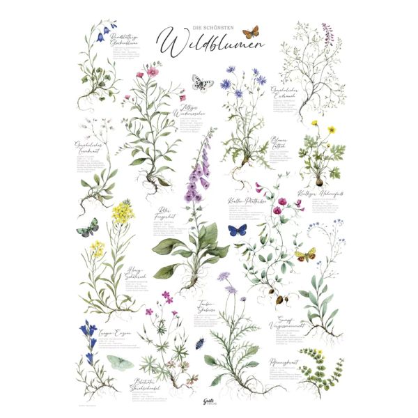 Poster "Wildblumen"