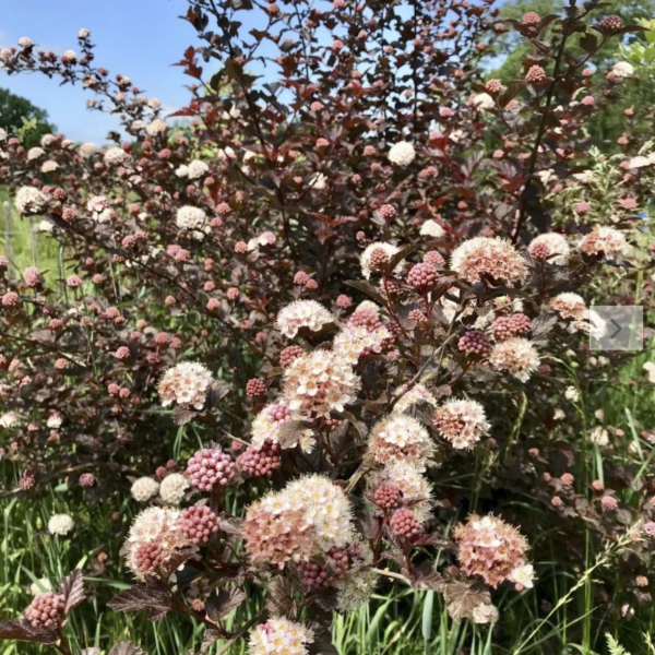 Blaenspiere (Saatgut)