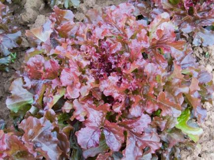 bingenheimer Saatgut Eichblattsalat "Red Salad Bowl"