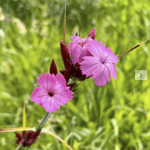 Kartäusernelke (Saatgut)