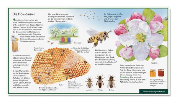 Postkarte Honigbiene