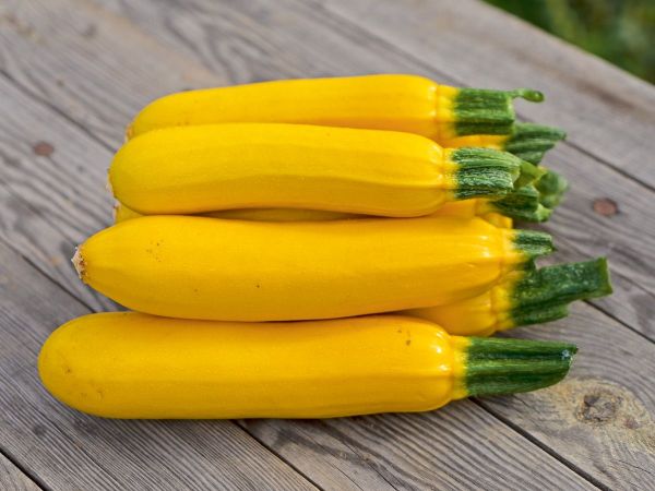 bingenheimer Saatgaut Gelbe Zucchini "Solara"