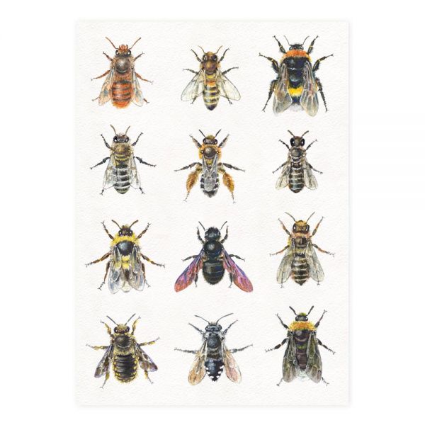 Postkarte "Wildbienen"