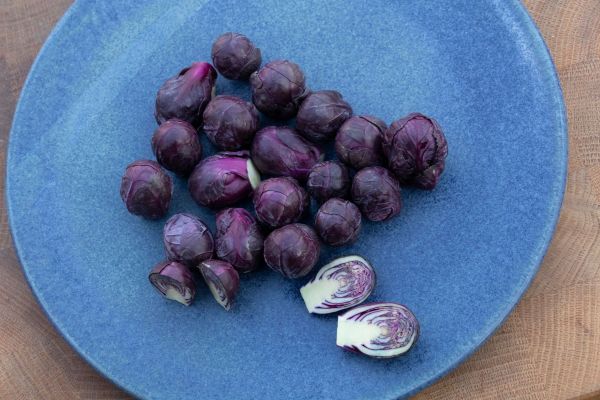 bingenheimer Saatgaut Roter Rosenkohl "Rokero"
