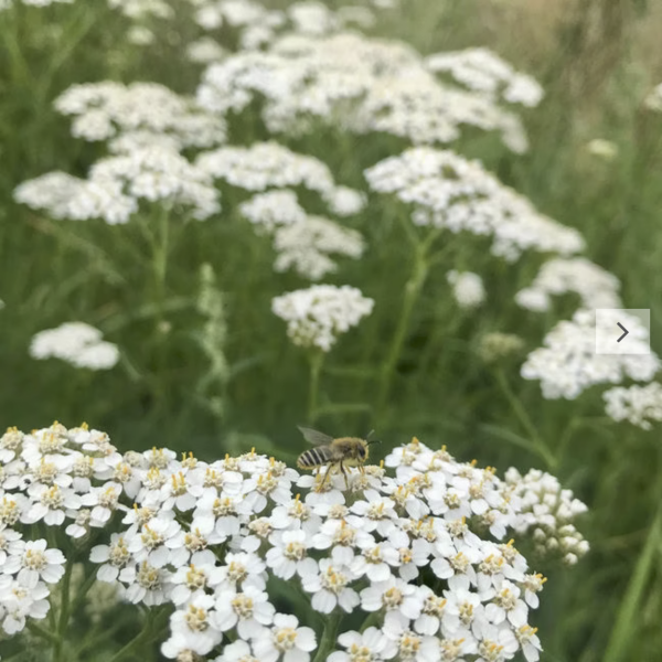 Schafgarbe (Saatgut)