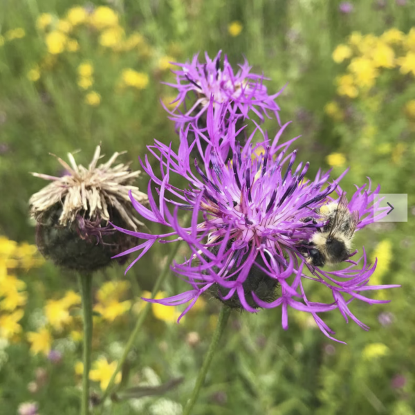Skabiosen-Flockenblume (Saatgut)