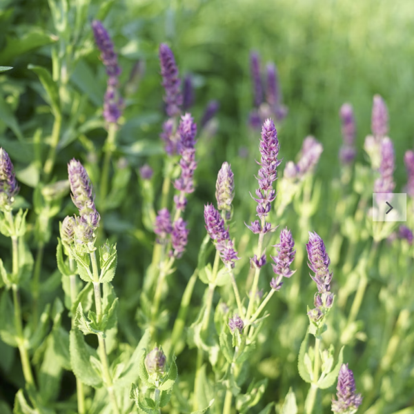 Hainsalbei (Saatgut)